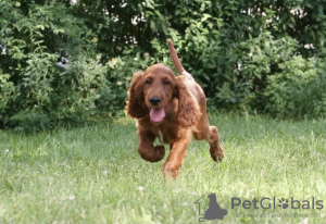 Foto №3. Irish Red Setter Welpe. Ukraine