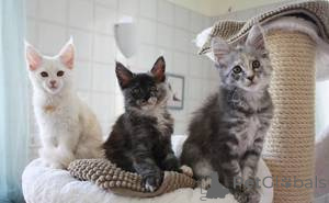 Foto №1. maine-coon-katze - zum Verkauf in der Stadt Antwerpen | Frei | Ankündigung № 159503