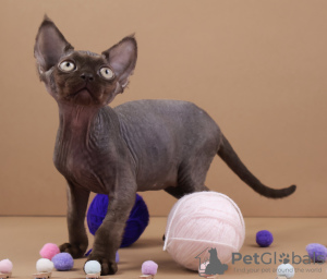 Foto №4. Ich werde verkaufen devon rex in der Stadt Düsseldorf. züchter - preis - 1300€