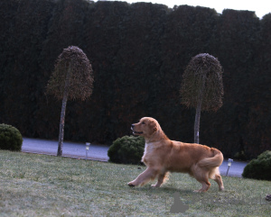 Foto №2 zu Ankündigung № 62309 zu verkaufen golden retriever - einkaufen Polen züchter