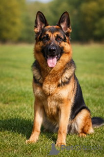 Foto №2 zu Ankündigung № 168809 zu verkaufen deutscher schäferhund - einkaufen USA quotient 	ankündigung