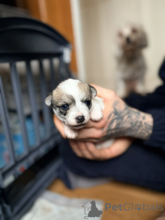 Foto №3. Maltipoo x Teacup-Chihuahua-Welpen.. USA