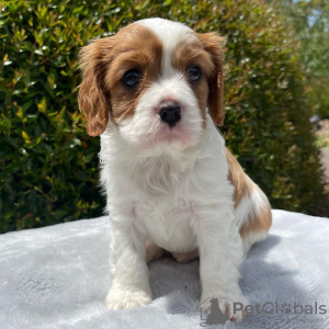 Foto №3. Cavalier King Charles Spaniel Welpen. Österreich