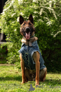 Foto №4. Ich werde verkaufen belgischer schäferhund in der Stadt Москва.  - preis - Frei