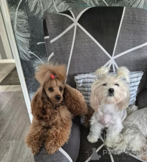 Foto №4. Ich werde verkaufen maltipu in der Stadt Augustdorf. quotient 	ankündigung, züchter - preis - verhandelt