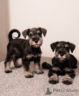 Foto №1. schnauzer - zum Verkauf in der Stadt Porto | verhandelt | Ankündigung № 176883