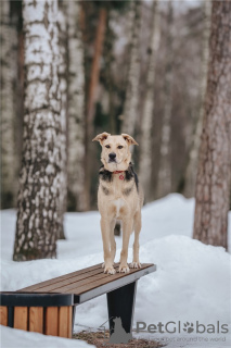 Foto №3. Der wundervolle Hund Denver ist in guten Händen.. Russische Föderation