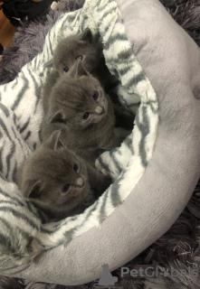 Foto №2 zu Ankündigung № 132166 zu verkaufen  - einkaufen Schweiz 