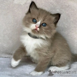 Foto №3. RAGDOLL-KATZEN ZUR Adoption. Deutschland