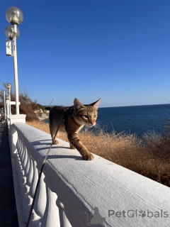 Foto №1. chausie - zum Verkauf in der Stadt Gelendzhik | 2196€ | Ankündigung № 155313