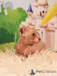 Foto №1. elf - zum Verkauf in der Stadt Haifa | verhandelt | Ankündigung № 62365