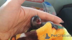 Foto №1.  - zum Verkauf in der Stadt Louisiana | 969€ | Ankündigung № 161304