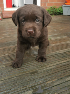 Foto №2 zu Ankündigung № 88222 zu verkaufen labrador retriever - einkaufen Deutschland quotient 	ankündigung