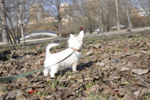 Foto №3. Chihuahua-Welpe, männlich. Russische Föderation