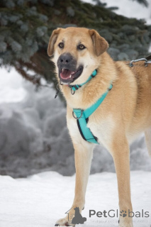 Foto №1. mischlingshund - zum Verkauf in der Stadt Moskwa | Frei | Ankündigung № 138782