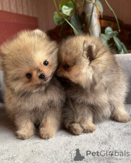 Foto №1. pommersche spitz - zum Verkauf in der Stadt Los Angeles | 484€ | Ankündigung № 158868