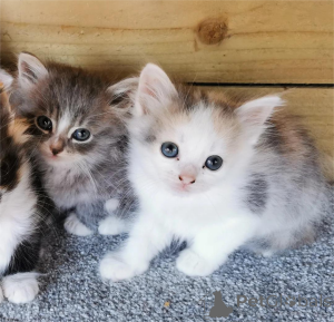 Foto №2 zu Ankündigung № 153138 zu verkaufen  - einkaufen Deutschland 