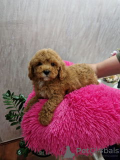 Foto №3. TOY RED AND APRICOT POODLES. Serbien