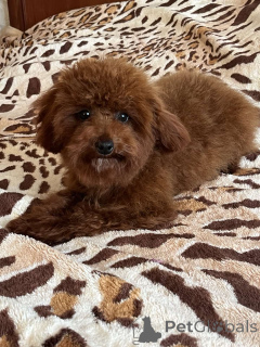 Foto №4. Ich werde verkaufen mischlingshund in der Stadt Kiew. quotient 	ankündigung, vom kindergarten, züchter - preis - 1000€