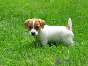 Foto №1. jack russell terrier - zum Verkauf in der Stadt Rom | verhandelt | Ankündigung № 124420