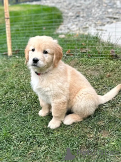 Foto №3. Entzückende Golden Retriever-Welpen jetzt verfügbar. Registriert und alle. Spanien