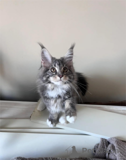 Foto №1. maine-coon-katze - zum Verkauf in der Stadt Gohrish | 350€ | Ankündigung № 153775
