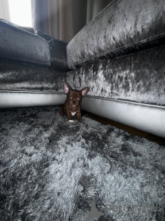 Foto №4. Ich werde verkaufen chihuahua in der Stadt München. quotient 	ankündigung - preis - 4000€