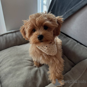 Foto №1. maltipu - zum Verkauf in der Stadt Berlin | 400€ | Ankündigung № 141698