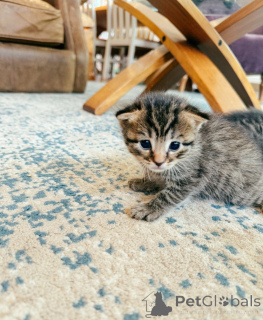 Foto №2 zu Ankündigung № 143769 zu verkaufen pixiebob kurzhaar - einkaufen Österreich züchter
