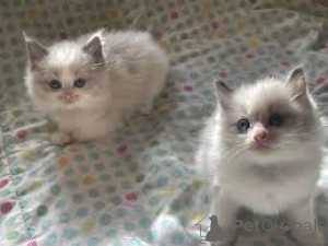 Foto №1. ragdoll-katze - zum Verkauf in der Stadt Brüssel | 500€ | Ankündigung № 165818