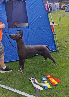 Zusätzliche Fotos: Xoloitzcuintle (Mexikanischer Nackthund) Welpen