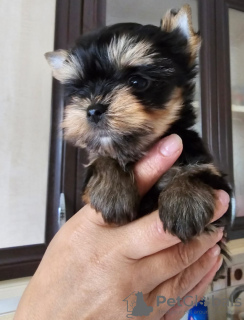 Foto №2 zu Ankündigung № 103657 zu verkaufen yorkshire terrier - einkaufen Türkei quotient 	ankündigung