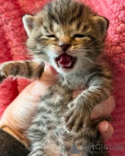 Foto №2 zu Ankündigung № 150621 zu verkaufen bengal katzenrasse - einkaufen Deutschland aus dem tierheim, züchter