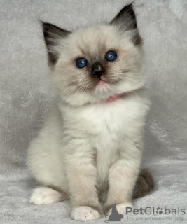 Foto №1. ragdoll-katze - zum Verkauf in der Stadt New York | 265€ | Ankündigung № 105104