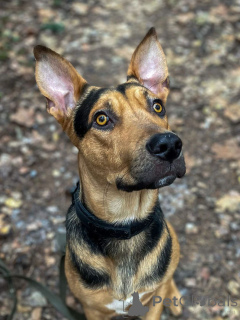 Foto №1. mischlingshund - zum Verkauf in der Stadt Moskwa | Frei | Ankündigung № 161437