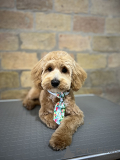 Foto №3. Maltipoo schöne Welpen zum Verkauf. Serbien