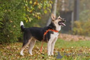 Foto №4. Ich werde verkaufen mischlingshund in der Stadt Москва. quotient 	ankündigung - preis - Frei