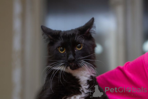 Foto №1.  - zum Verkauf in der Stadt Minsk | Frei | Ankündigung № 162273