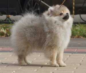 Foto №4. Ich werde verkaufen german spitz in der Stadt Moskau. züchter - preis - Verhandelt