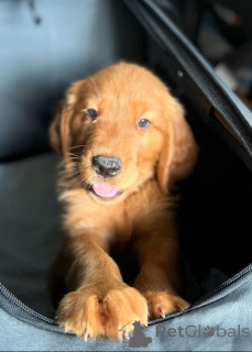 Foto №3. Golden Retriever Welpen zu verkaufen. Luxemburg