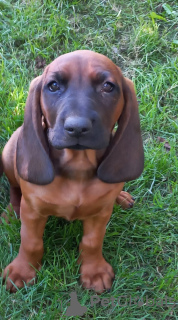 Foto №1. bayerischer gebirgsschweißhund - zum Verkauf in der Stadt Tworóg | 800€ | Ankündigung № 114678