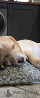 Foto №3. bezaubernder dreifarbiger Beagle. Niederlande