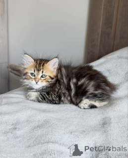 Foto №3. Fluffy Tabby Siberian Kitten Pure Cuteness Overload. Deutschland
