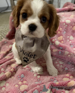 Foto №1. cavalier king charles spaniel - zum Verkauf in der Stadt Alavus | 550€ | Ankündigung № 169612
