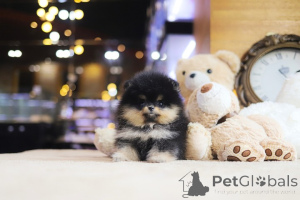 Foto №3. Dean Janet Kay Welpen Haus. USA