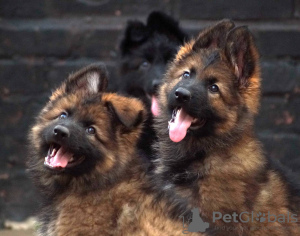 Foto №2 zu Ankündigung № 111542 zu verkaufen deutscher schäferhund - einkaufen Portugal quotient 	ankündigung, züchter