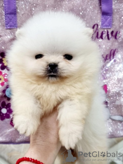 Foto №2 zu Ankündigung № 127650 zu verkaufen pommersche spitz - einkaufen Serbien 