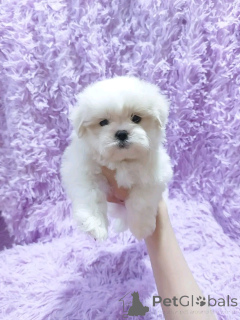 Foto №1. malteser - zum Verkauf in der Stadt Berlin | 500€ | Ankündigung № 138909