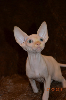 Zusätzliche Fotos: Verkauf von Sphynx-Kätzchen aus dem Kindergarten!