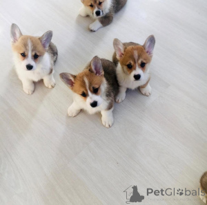 Foto №1. coton de tuléar - zum Verkauf in der Stadt Amsterdam | 500€ | Ankündigung № 160920